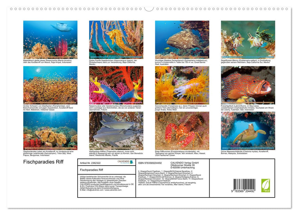 Fischparadies Riff (CALVENDO Premium Wandkalender 2027)