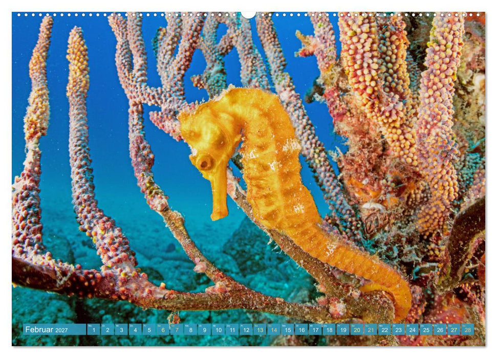 Fischparadies Riff (CALVENDO Premium Wandkalender 2027)