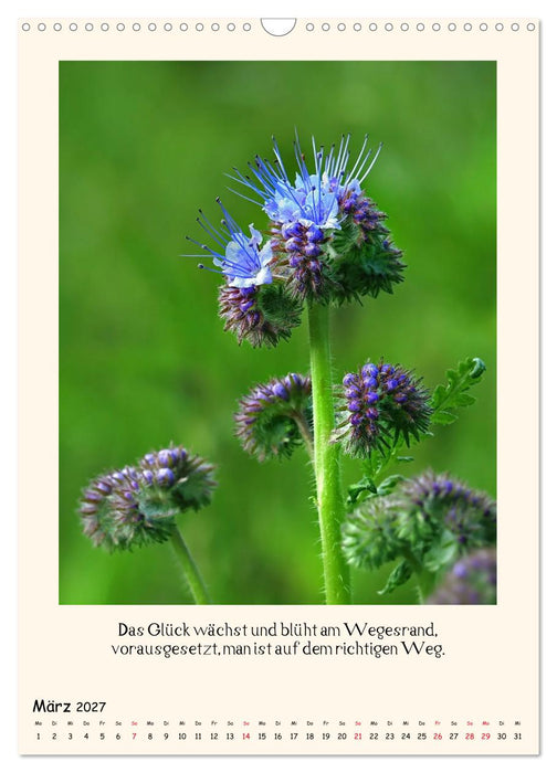 Verborgene Schönheiten am Wegesrand (CALVENDO Wandkalender 2027)