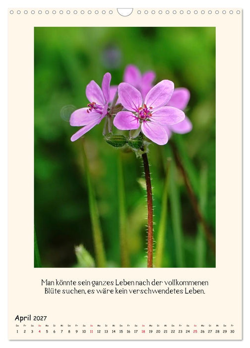Verborgene Schönheiten am Wegesrand (CALVENDO Wandkalender 2027)