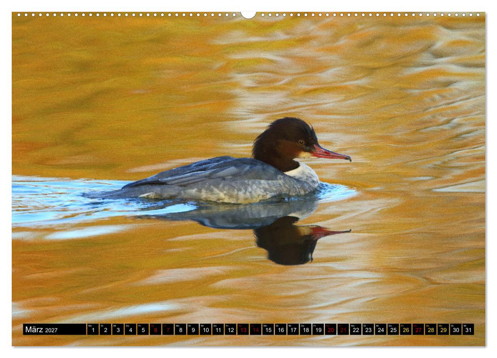 Wasservögel Frankens (CALVENDO Premium Wandkalender 2027)