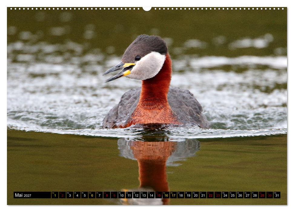 Wasservögel Frankens (CALVENDO Premium Wandkalender 2027)