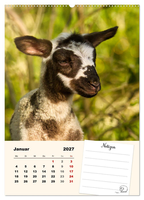 Lämmerglück (CALVENDO Wandkalender 2027)