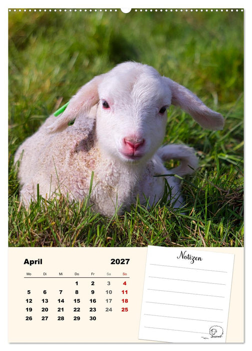 Lämmerglück (CALVENDO Wandkalender 2027)
