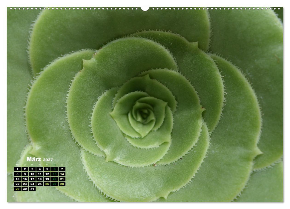 Abstrakte Natur (CALVENDO Premium Wandkalender 2027)