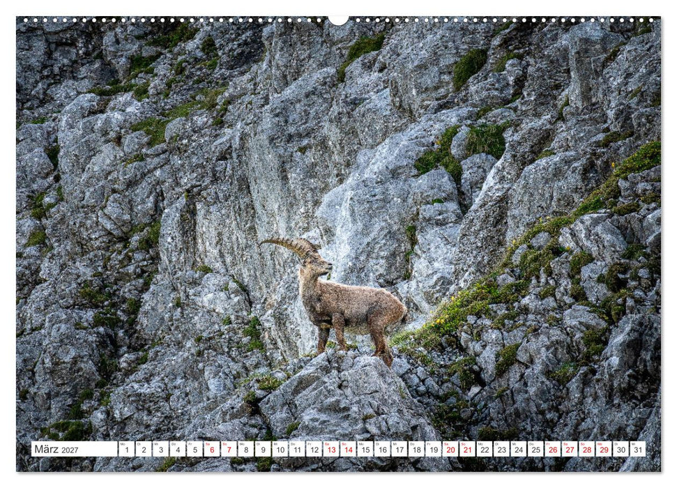 Steinböcke - Majestätische Tiere der Alpen (CALVENDO Premium Wandkalender 2027)