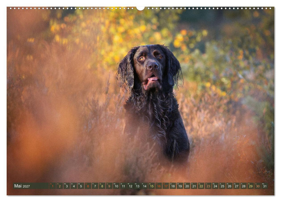 Jagdhund im Portrait - Deutsch Langhaar (CALVENDO Wandkalender 2027)