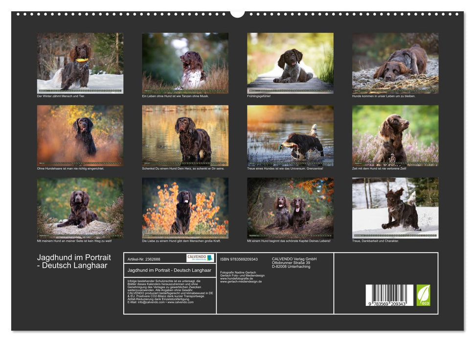 Jagdhund im Portrait - Deutsch Langhaar (CALVENDO Premium Wandkalender 2027)