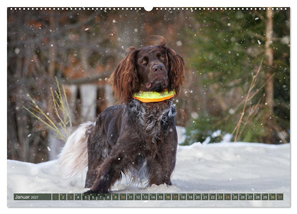 Jagdhund im Portrait - Deutsch Langhaar (CALVENDO Premium Wandkalender 2027)