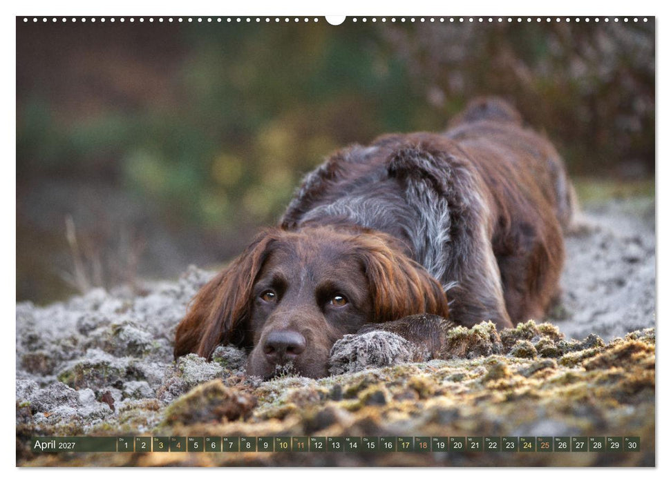 Jagdhund im Portrait - Deutsch Langhaar (CALVENDO Premium Wandkalender 2027)