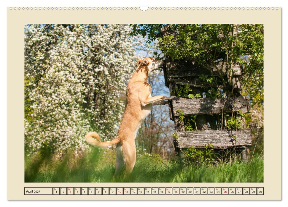 Mit dem Windhund unterwegs im zauberhaften Bergischen Land (CALVENDO Premium Wandkalender 2027)