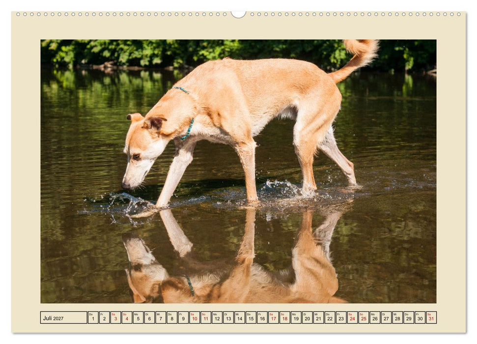 Mit dem Windhund unterwegs im zauberhaften Bergischen Land (CALVENDO Premium Wandkalender 2027)