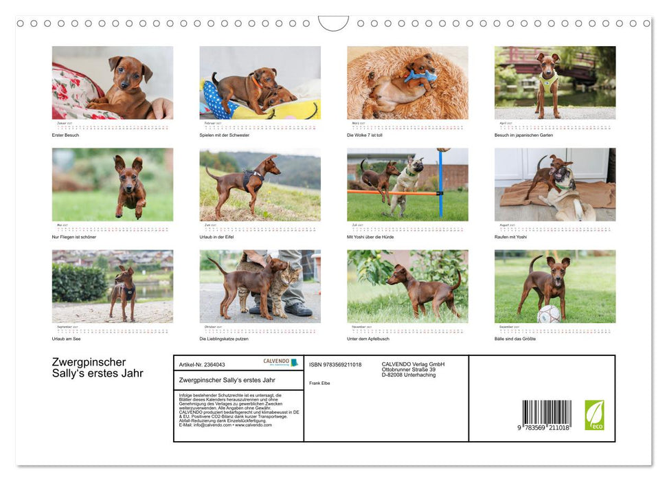 Zwergpinscher Sally‘s erstes Jahr (CALVENDO Wandkalender 2027)