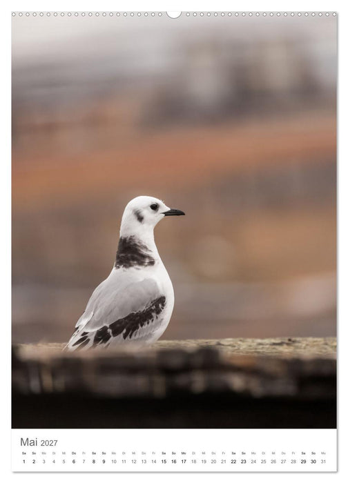 Die Arktis - Naturfotografien aus Spitzbergen (CALVENDO Wandkalender 2027)