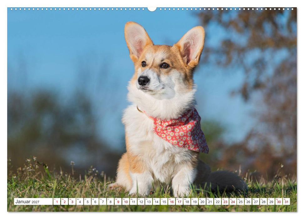 Unsere Freunde auf vier Pfoten - Hunde (CALVENDO Wandkalender 2027)