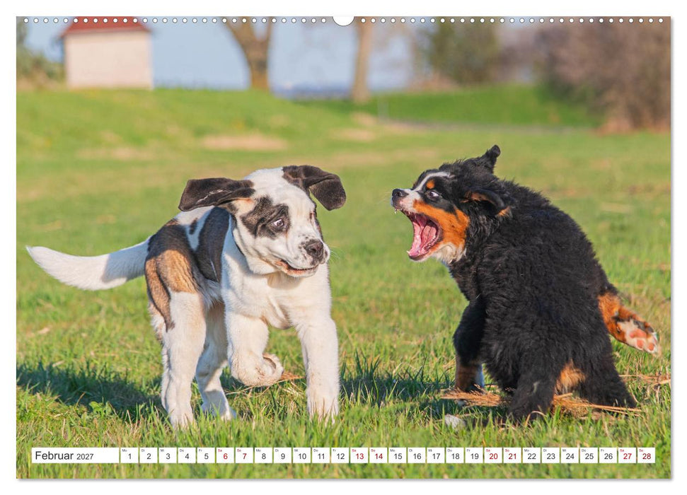 Unsere Freunde auf vier Pfoten - Hunde (CALVENDO Wandkalender 2027)