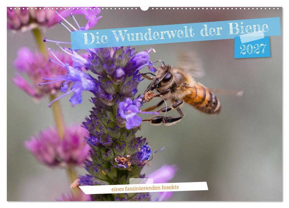 Die Wunderwelt der Biene (CALVENDO Wandkalender 2027)