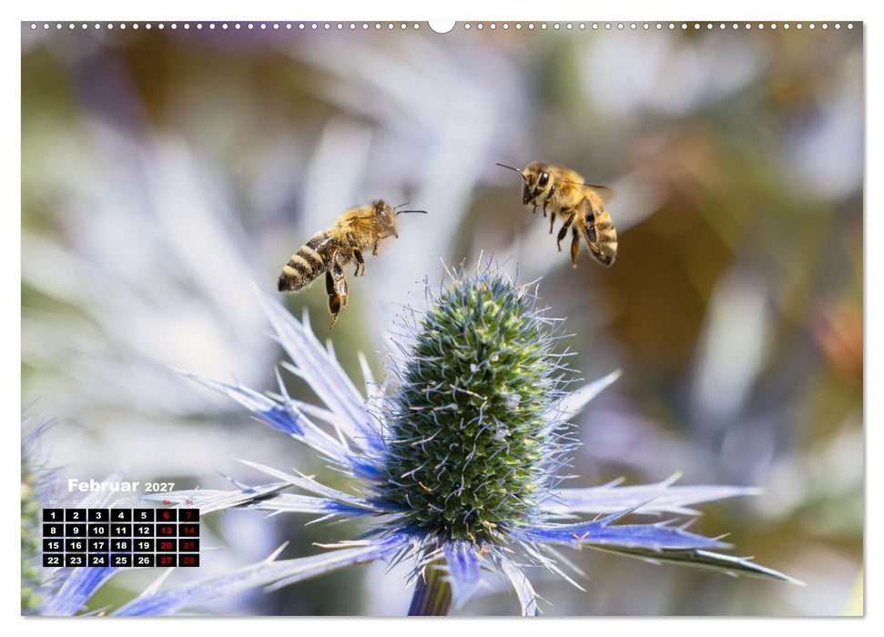 Die Wunderwelt der Biene (CALVENDO Wandkalender 2027)