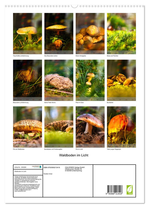 Waldboden im Licht (CALVENDO Premium Wandkalender 2027)
