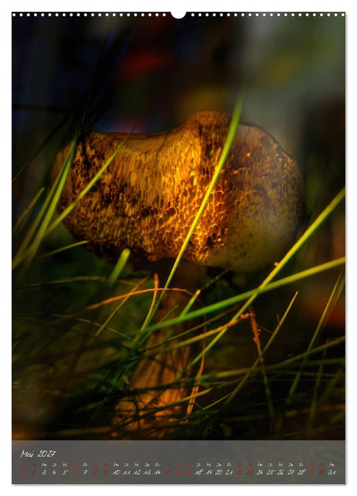 Waldboden im Licht (CALVENDO Premium Wandkalender 2027)