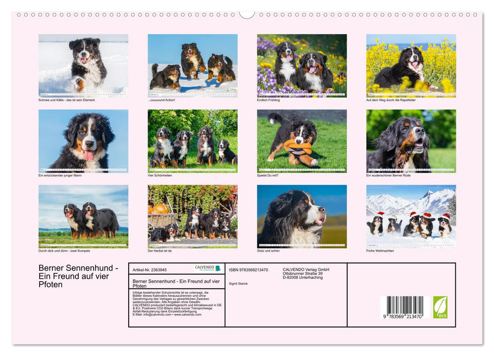 Berner Sennenhund - Ein Freund auf vier Pfoten (CALVENDO Premium Wandkalender 2027)