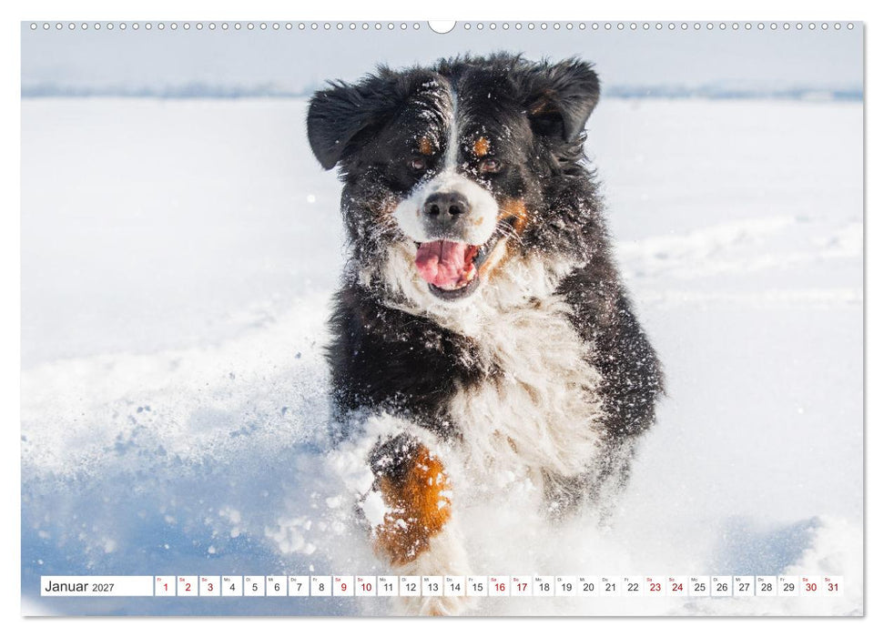 Berner Sennenhund - Ein Freund auf vier Pfoten (CALVENDO Premium Wandkalender 2027)