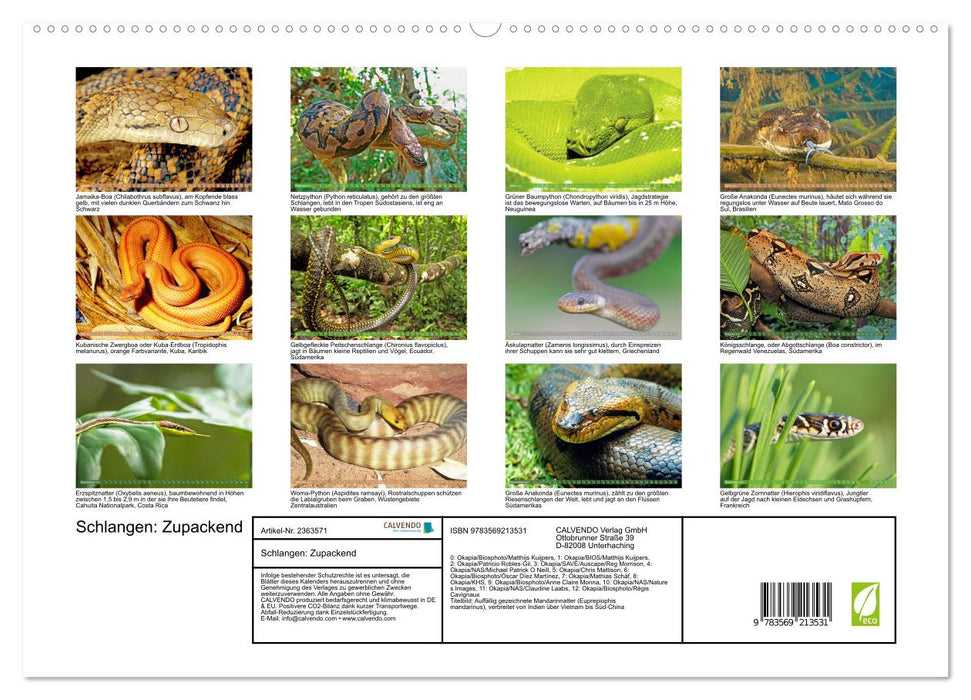 Schlangen: Zupackend (CALVENDO Premium Wandkalender 2027)