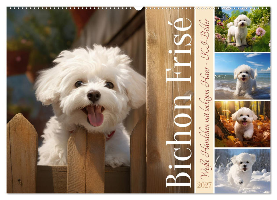 Bichon frisé, weiße Hündchen mit lockigem Haar (CALVENDO Wandkalender 2027)