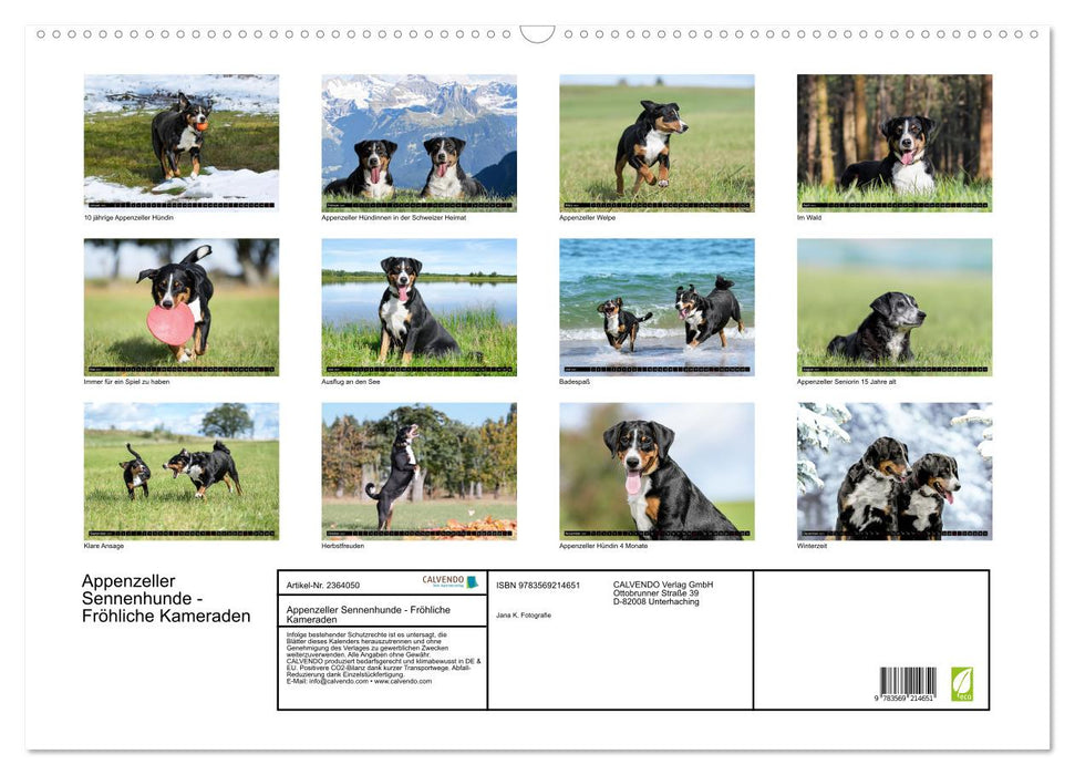 Appenzeller Sennenhunde - Fröhliche Kameraden (CALVENDO Wandkalender 2027)