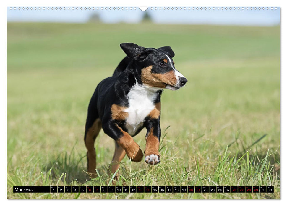Appenzeller Sennenhunde - Fröhliche Kameraden (CALVENDO Wandkalender 2027)