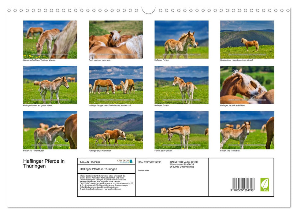 Haflinger Pferde in Thüringen (CALVENDO Wandkalender 2027)