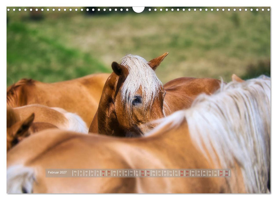 Haflinger Pferde in Thüringen (CALVENDO Wandkalender 2027)
