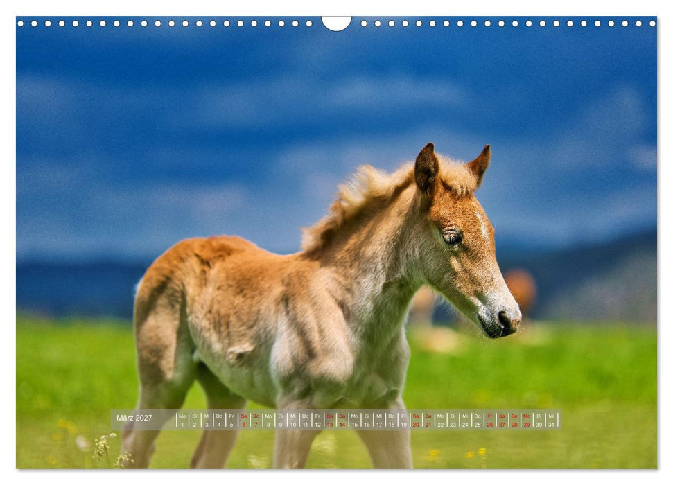 Haflinger Pferde in Thüringen (CALVENDO Wandkalender 2027)