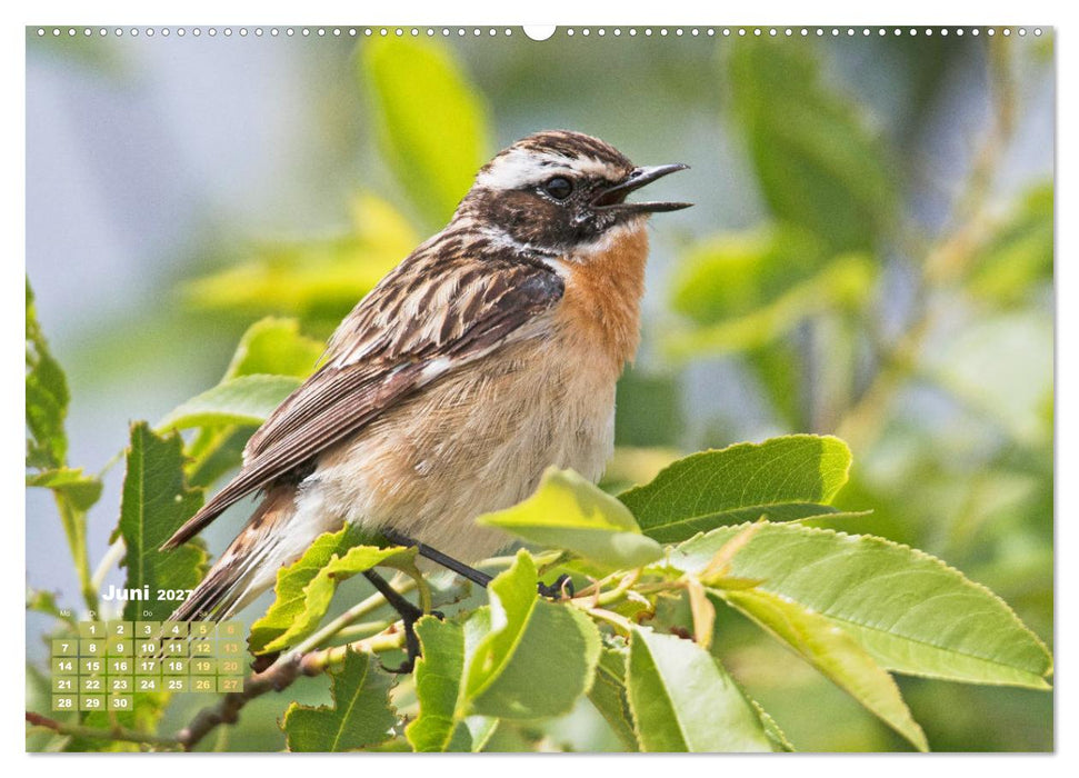 Vögel in unserer Heimat: Kiebitz, Wiedehopf und Turteltaube (CALVENDO Wandkalender 2027)