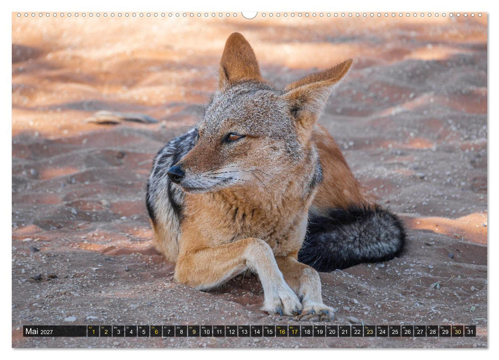 Zwischen Namib und Kalahari (CALVENDO Wandkalender 2027)