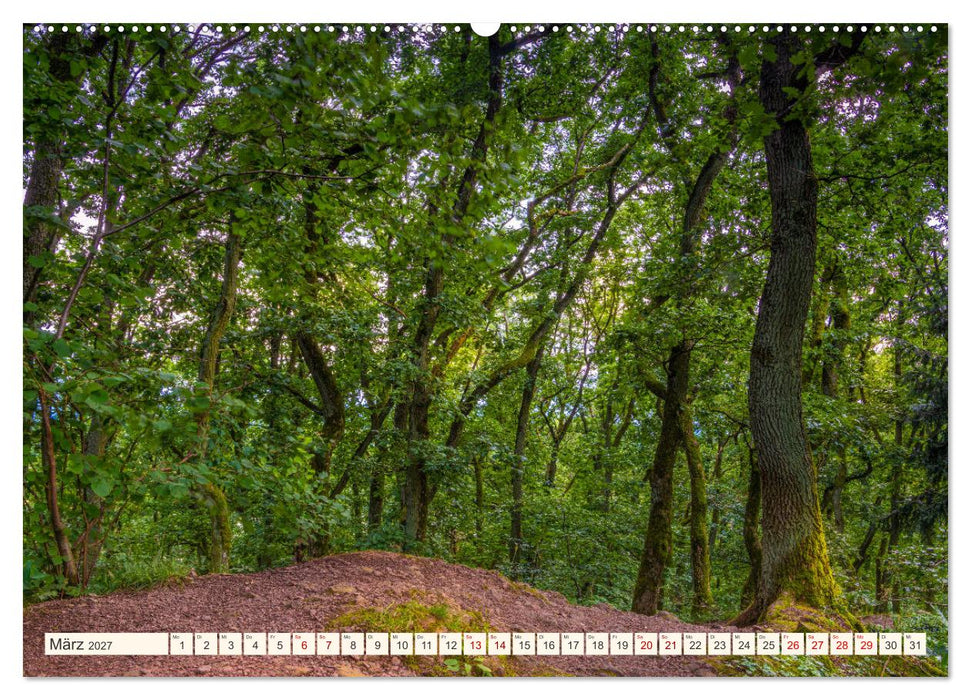 Im Zauber der Wälder (CALVENDO Wandkalender 2027)
