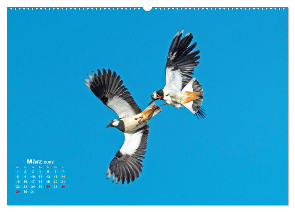 Vögel in unserer Heimat: Kiebitz, Wiedehopf und Turteltaube (CALVENDO Premium Wandkalender 2027)