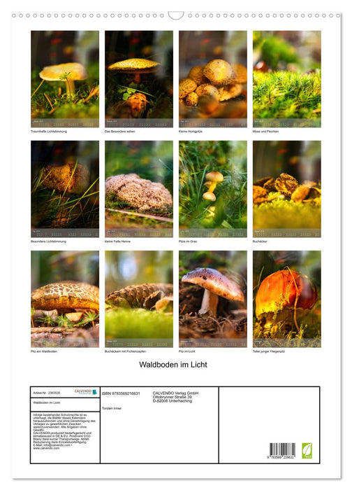 Waldboden im Licht (CALVENDO Wandkalender 2027)