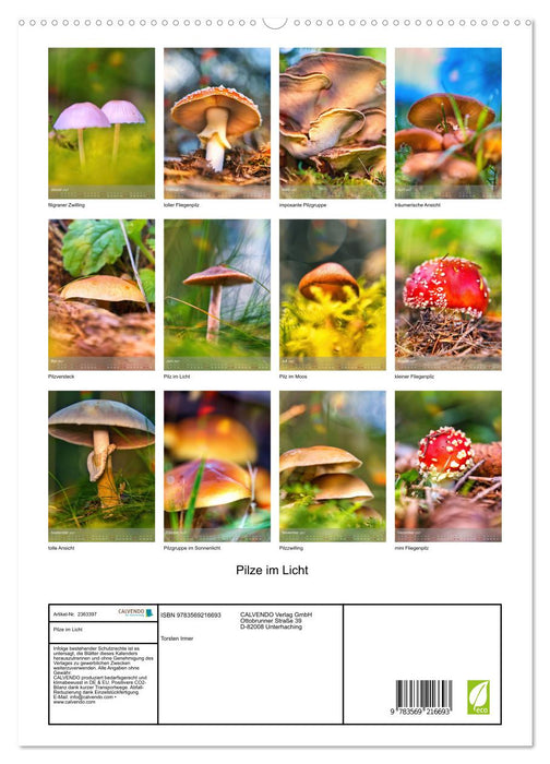 Pilze im Licht (CALVENDO Premium Wandkalender 2027)