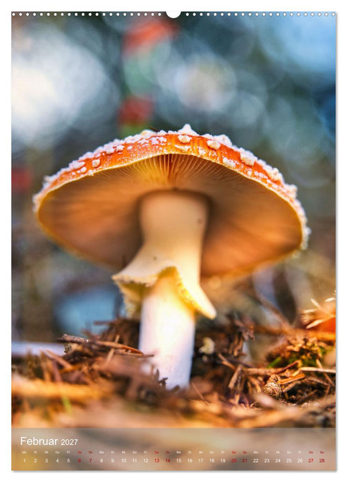 Pilze im Licht (CALVENDO Premium Wandkalender 2027)