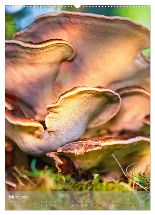 Pilze im Licht (CALVENDO Premium Wandkalender 2027)