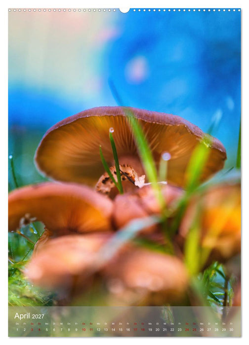 Pilze im Licht (CALVENDO Premium Wandkalender 2027)