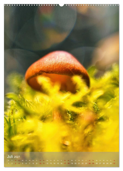 Pilze im Licht (CALVENDO Premium Wandkalender 2027)