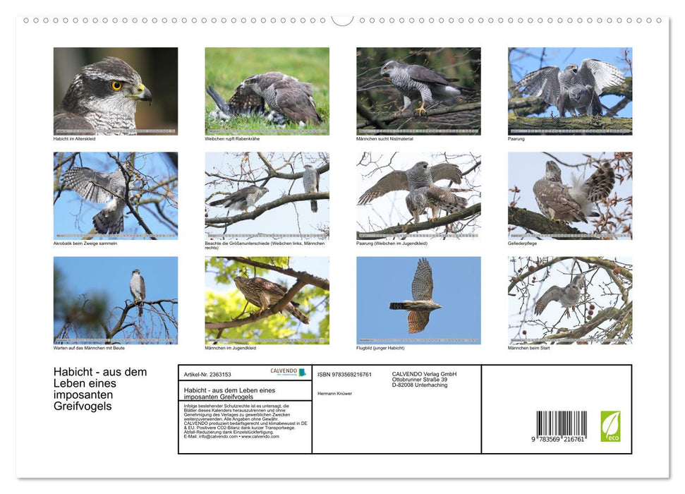 Habicht - aus dem Leben eines imposanten Greifvogels (CALVENDO Premium Wandkalender 2027)