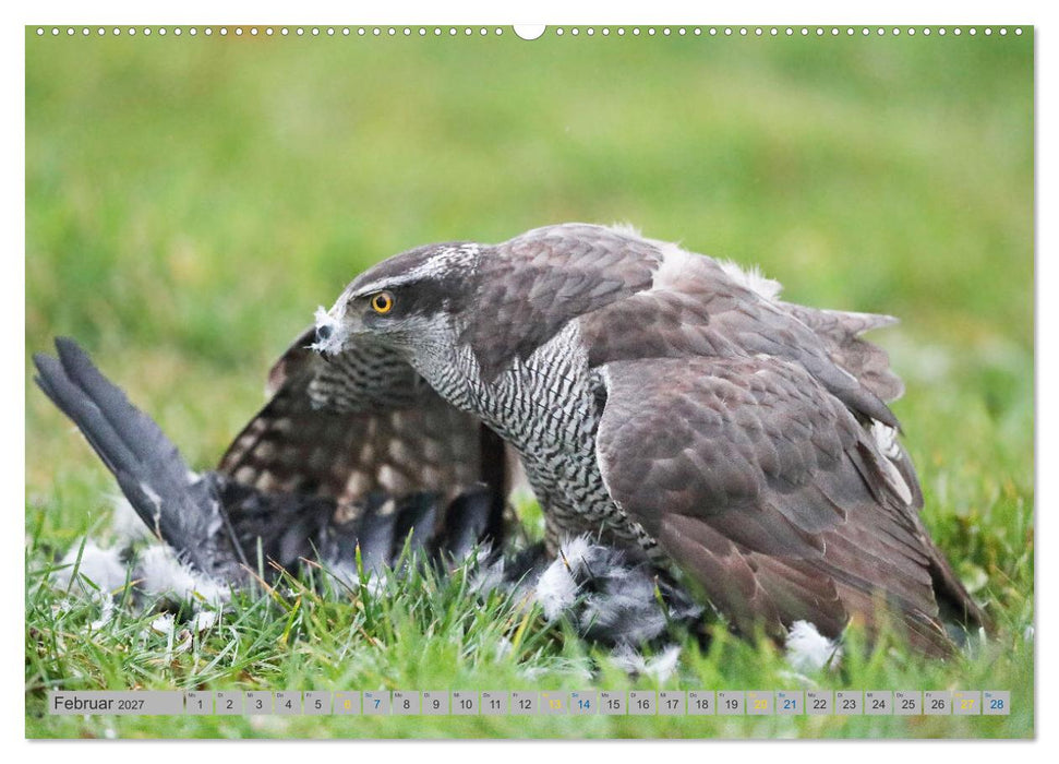Habicht - aus dem Leben eines imposanten Greifvogels (CALVENDO Premium Wandkalender 2027)