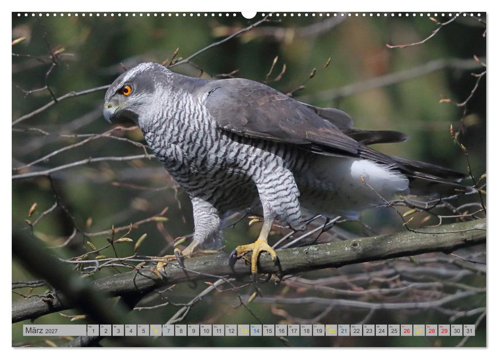 Habicht - aus dem Leben eines imposanten Greifvogels (CALVENDO Premium Wandkalender 2027)