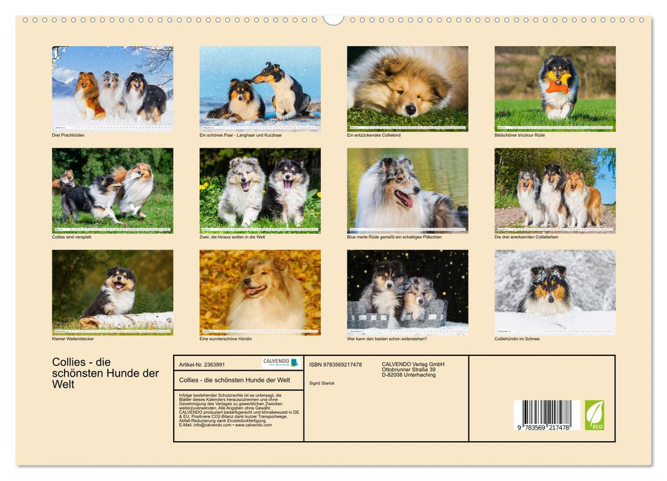 Collies - die schönsten Hunde der Welt (CALVENDO Premium Wandkalender 2027)