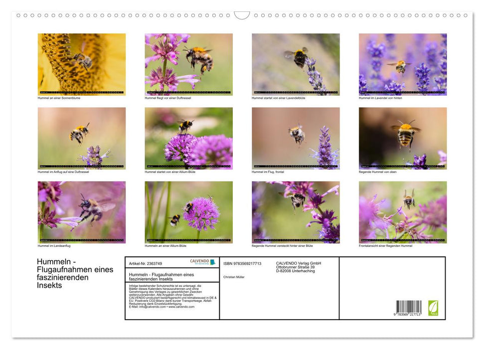 Hummeln - Flugaufnahmen eines faszinierenden Insekts (CALVENDO Wandkalender 2027)