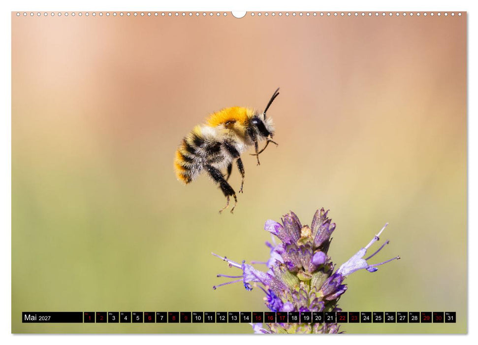 Hummeln - Flugaufnahmen eines faszinierenden Insekts (CALVENDO Wandkalender 2027)
