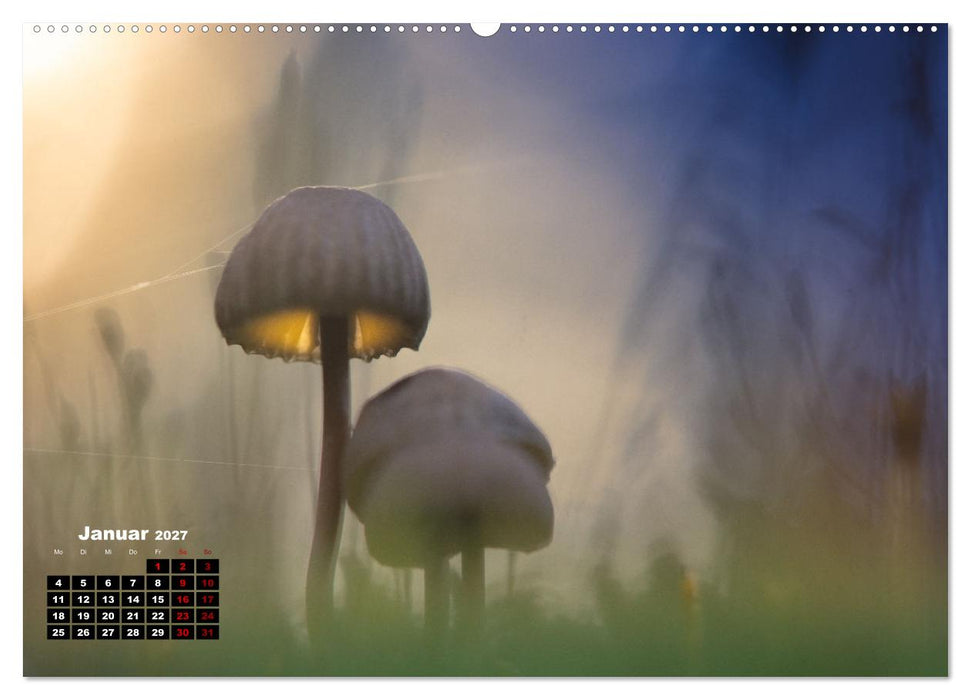 Pilzmagie (CALVENDO Wandkalender 2027)